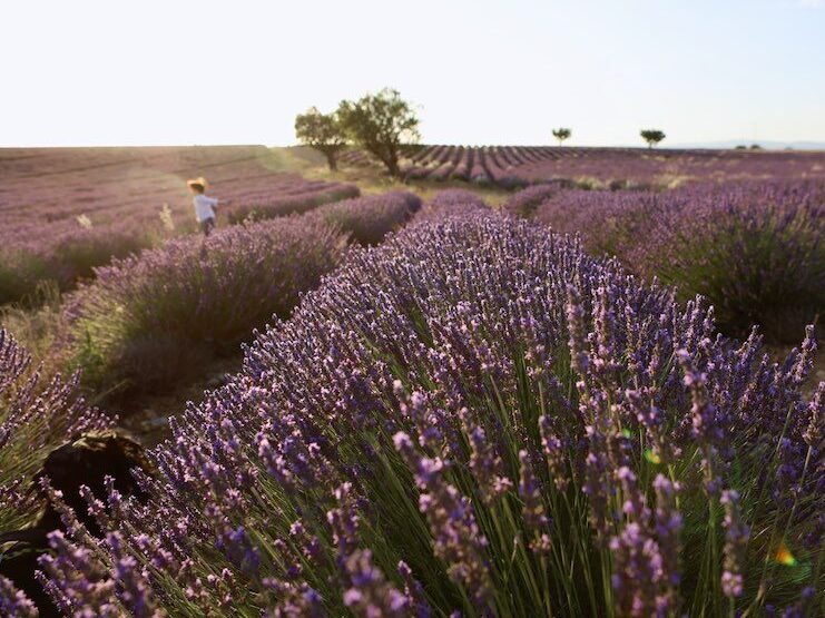 Lavender fields of Valensole
