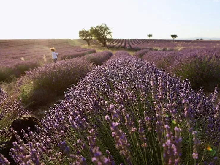 Lavender fields of Valensole